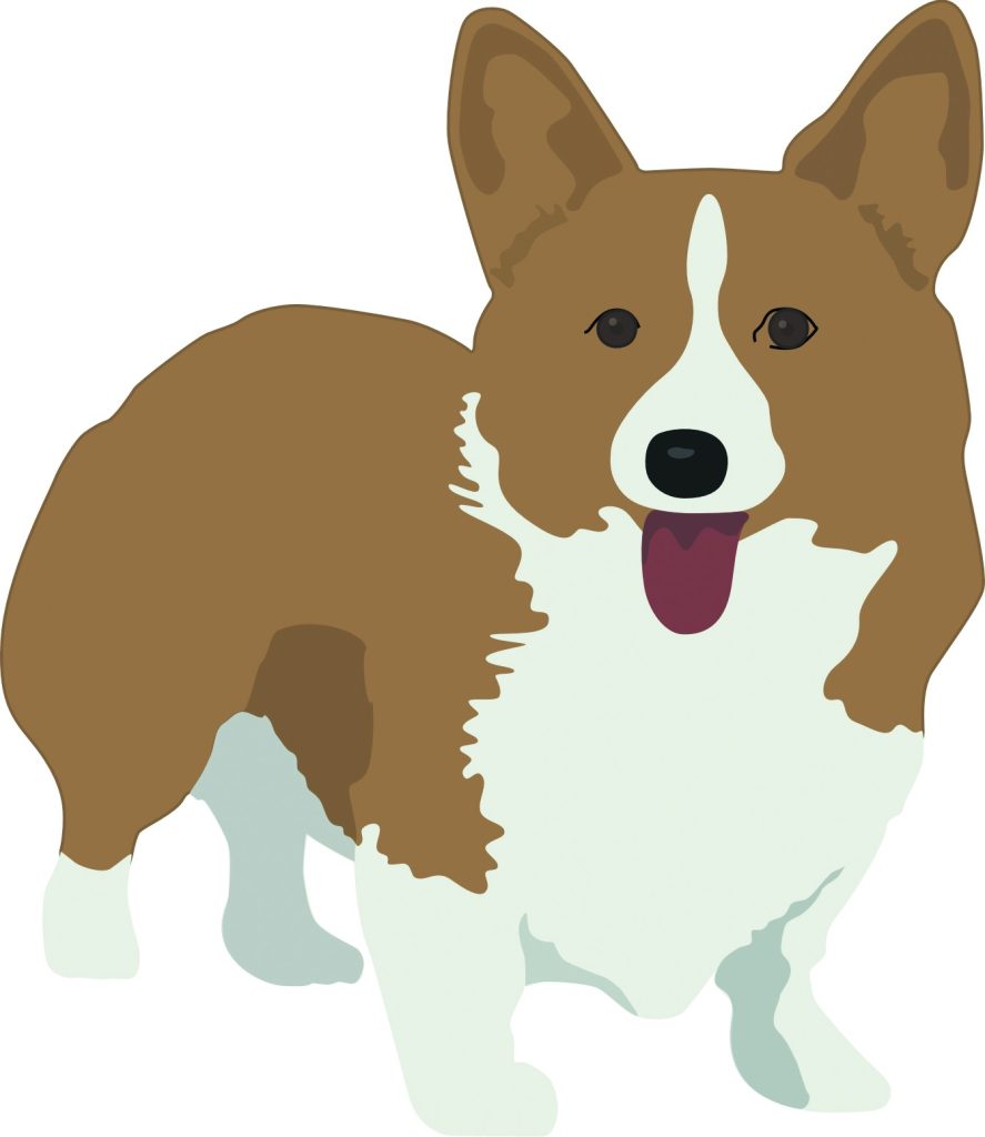 Corgi