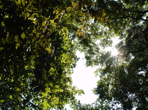 Sun through the trees at St. Stephen's Churchyard